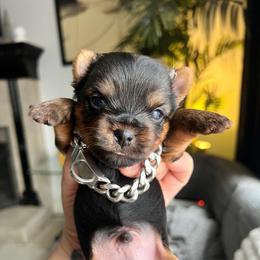Green boy - Black and tan male Yorkshire Terrier puppy in Las Vegas, Nevada from Lala’s Pups