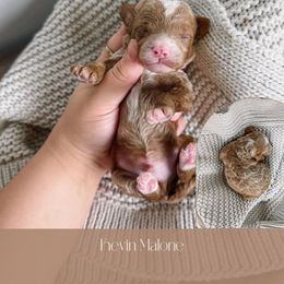 Goldendoodle Puppies from The Puppy Lodge