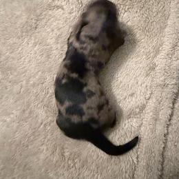 Luna - Dapple female Dachshund puppy in Bergen, New York from T. Rex Doxies & Friends