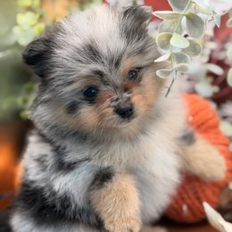 Oliver - Black and tan male Pomeranian puppy in Gilroy, California from Belt Fed Kennels