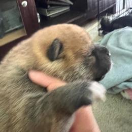 Thor - Red male Shiba Inu puppy in De Witt, Michigan from Avalon/Amaterasu-Omikami Sou
