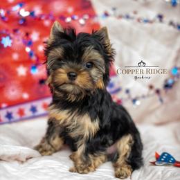 Bunny - Black and tan female Yorkshire Terrier puppy in Marmaduke, Arkansas from Copper Ridge Yorkies