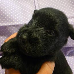 Laverne - Black female Scottish Terrier puppy in Crossville, Tennessee from Cavern Kennels