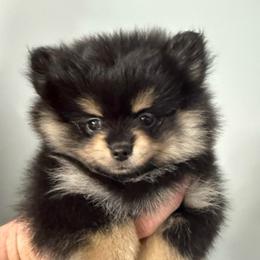Boy 2 - Black and tan parti male Pomeranian puppy in Minooka, Illinois from Sheree’s Pomeranians