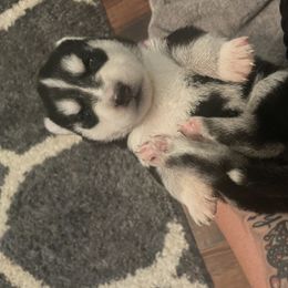 Siberian Husky Puppies from Alexandra's Siberian Huskies