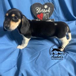 Tiki - black and cream piebald SH - Piebald female Dachshund puppy in East Dover, Vermont from Audet’s Mini Dachshunds