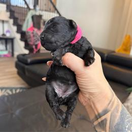 Girl 3 - Black female Poodle puppy in Lees Summit, Missouri from Divine K9s LLC