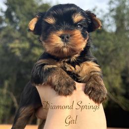 Girl 1 - Blue and gold female Yorkshire Terrier puppy in Placerville, California from Diamond Springs Boutique