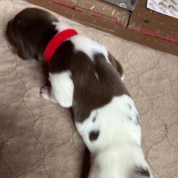 Redd - Liver and white male German Shorthaired Pointer puppy in Morgantown, Indiana from Kevin Funkhouser Kennel
