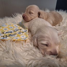 Boy 1 - Cream male Dachshund puppy in Gordon, Georgia from Long Dogs Yellow Farm