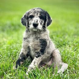 Hyacinth - Merle female Assorted Doodle Crosses puppy in Kansas City, Missouri from Beary GoldenDoodles
