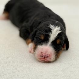 Curly - Tri-color male Bernedoodle puppy in Bellville, Ohio from Bernedoodle Buddies
