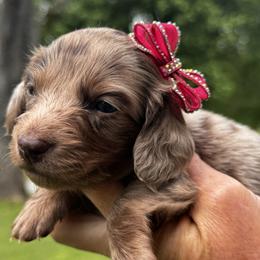 Cookie dough - Dapple female Dachshund puppy in Bentonville, Arkansas from T & D Dachshunds by design