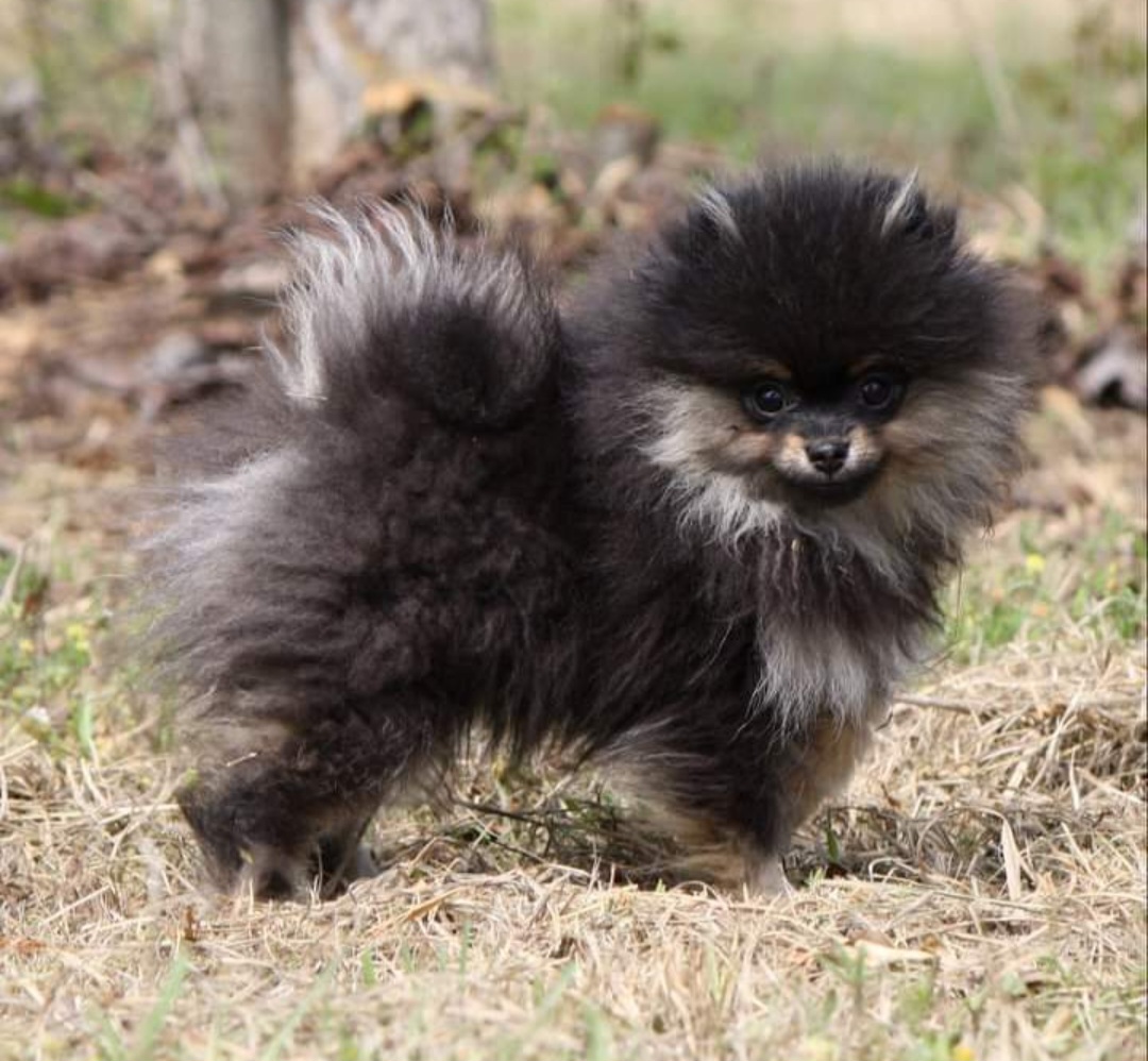 Pomeranian Puppies from TNT Pomeranians