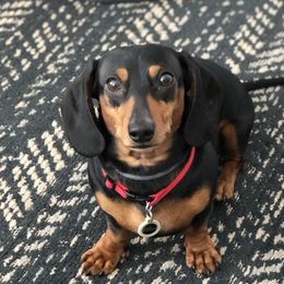 Max  - Dachshund