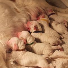 Clumber Spaniel Puppies from SunMagic Clumber Spaniels