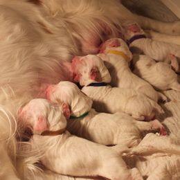 Clumber Spaniel Puppies from SunMagic Clumber Spaniels