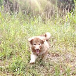 Hvshi Tomi (Sunlight) - female Native American Indian Dog puppy in Green Creek, North Carolina from Corn Moon Medicine Dogs