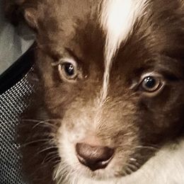Bean - Red tri Miniature Australian Shepherd puppy in City Island, New York from Tailormade Aussies