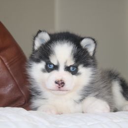 Kavik - Gray and white male Pomsky puppy in Apple Creek, Ohio from Kathryn Troyer