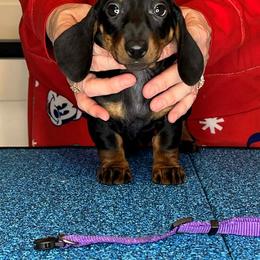 Blossom - Black and tan female Dachshund puppy in Toledo, Ohio from Baldox Dachshunds