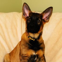 German Shepherd Puppies from Tinsley German Shepherds