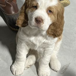 English Springer Spaniel Puppies from English Springer Spaniels at Lands Lodge
