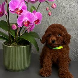 Jack - Red  male Poodle puppy in Hollywood, Florida from Royal Goldendoodle