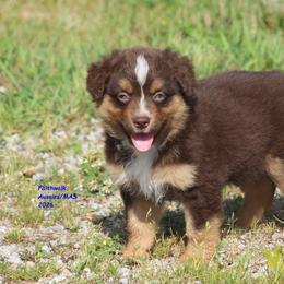 Bly - full tail - Red tri-color male Miniature American Shepherd puppy in Hillsdale, Michigan from Faithwalk Aussies and Mini American Shepherds