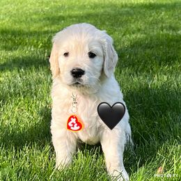 Girl 4 - Golden Retriever puppy in Attica, Michigan from Magnolia Meadow Goldens