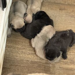 Puppy 1 - Fawn male Pug puppy in Watseka, Illinois from Jakes Lil Country Kennels