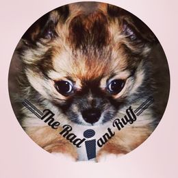 Chihuahua Puppies from Harger Chihuahuas