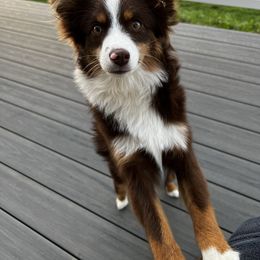 Miniature Australian Shepherd Puppies from Windy River Mini Aussie