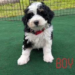 Pike - Tri-color male Bernedoodle puppy in Cambridge, Minnesota from Country Meadow Doodles