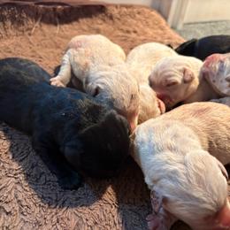 Boy 4 - Yellow male Labrador Retriever puppy in Isanti, Minnesota from Four Corners Family Labs