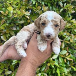 Ducky - Red  male Goldendoodle puppy in Calera, Alabama from Red Mountain Minis
