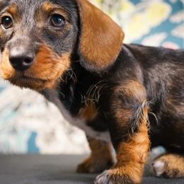 Dachshund Puppies from Shining A Lowriders & Co.