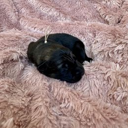 White collar - Fawn sable male Shiloh Shepherd puppy in Watchung, New Jersey from Blue Moon Shilohs