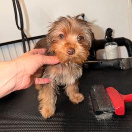 Wiskey To - Chocolate and tan male Yorkshire Terrier puppy in Fort Myers, Florida from Katherine’s Yorkies and Poodles