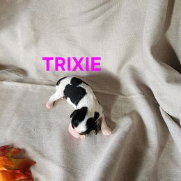 AKC TRIXIE - Tri-color female Cavalier King Charles Spaniel puppy in Joplin, Missouri, Missouri from HOL-A-DA CAVALIERS