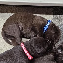 Blue Collar - Chocolate male Labrador Retriever puppy in Boyd, Minnesota from Lindley Labradors
