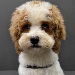 Bonnie Bell - Red and white female Cockapoo puppy in Lebanon, Kentucky from Mosaic Merle Doodles