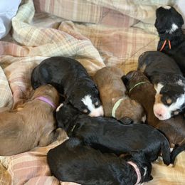 Bernedoodle Puppies from Backwoods Bernedoodles