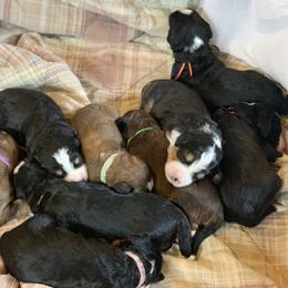 Bernedoodle Puppies from Backwoods Bernedoodles