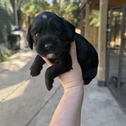 Olive - Black female English Cocker Spaniel puppy in Lake City, Florida from Ryndal & Co.