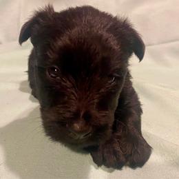 Aspen (Yellow) - Black male Scottish Terrier puppy in Jefferson, North Carolina from McGuire’s High Country Terriers