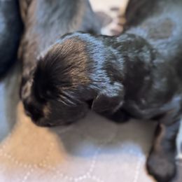Boy 1 - Black male Giant Schnauzer puppy in Bois D’arc, Missouri from Down Low Kennels formerly LNL’s Giant Schnauzers and T9 Giants
