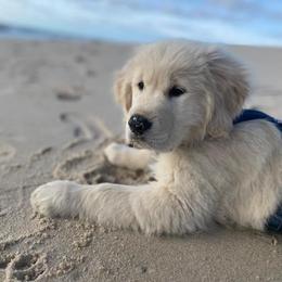 Golden Retriever and Labrador Retriever Puppies from Golden Bundles
