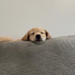 Golden Retriever Puppies from Rodgers Retrievers