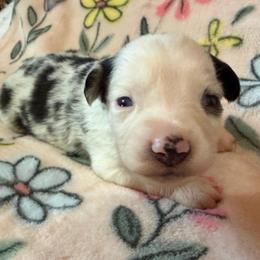 Peanut - Blue merle male Miniature Australian Shepherd puppy in Ringgold, Louisiana from Barrett's Buddies